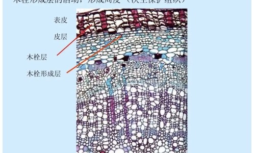 薏米红豆汤的功效与作用、赤小豆汤的功效与作用 -红豆汤的功效与作用网